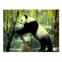 Panda-Yoga-Ausdehnung Postkarten