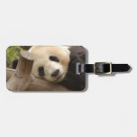 PandaSD010