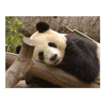 PandaSD010 Postkarte