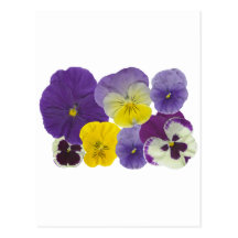 Pansy-Blumen Postkarte