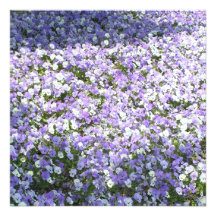 Pansy-Einladung