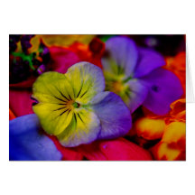 PANSY KARTEN