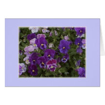 Pansy lila grußkarten