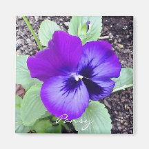 Pansy-Magnet Kühlschrankmagnete