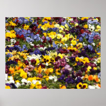 Pansy-Regenbogen Posterdrucke