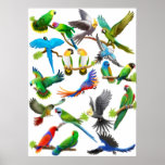 Papageien-reichlich Plakat