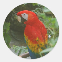 Papageien - scarlette Macaw Sticker