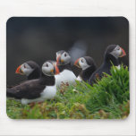 Papageientaucher-Gruppe Mauspad