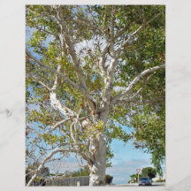 Paperbark Baum gegen den Himmel Individuelle Flyer