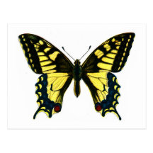 Papilio machaon postkarte