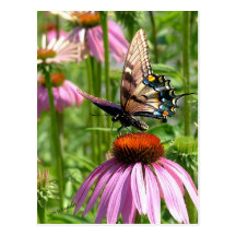 papillon sur La fleur Postkarte