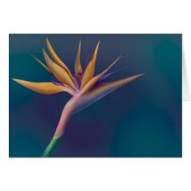 Paradiesvogel Karte