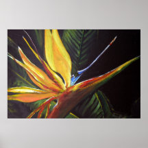 Paradiesvogel Plakatdruck