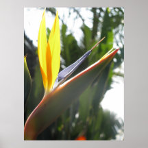 Paradiesvogel Posterdrucke