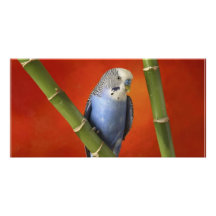 Parakeet Photokartenvorlagen