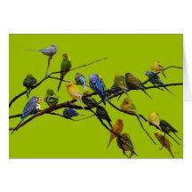 Parakeets Karte