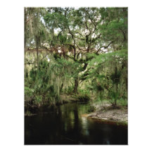 Parker Slough. Drei Seen W.M.A., Osceola Co., Flor Fotodruck