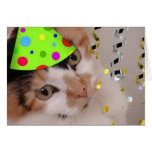 Party-Tier/Kaliko-Katze Grußkarte