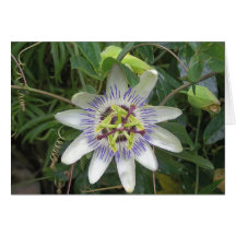 Passionflower 1 grußkarte
