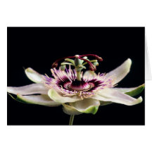 Passionflower-Karte