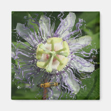 Passionflower-Magnet