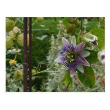 Passionflower-Postkarte