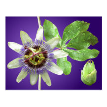 Passionflower-Postkarte