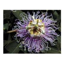 Passionflower-Postkarte