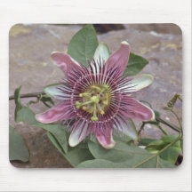 Passionsblume Caerulea (blauer Passionflower) Rosa Mauspads