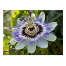 Passionsblume essbares forma flavicarpa (Leidensch Postkarte