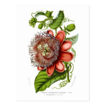 Passionsblume quadrangularis decaisneana postkarten