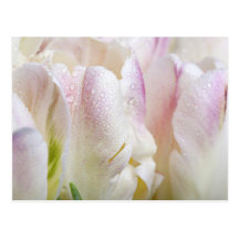 Pastel Tulips Post Cards