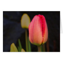 Pastelltulpe Grußkarte