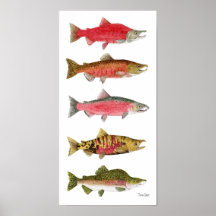 Pazifische Lachse, wenn Farbkunst-Plakat gelaicht 