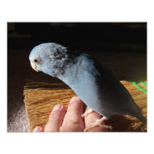 Pazifisches blaues Parrotlet Vogel-Fotografie-Port