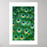 Peacock#2-Poster