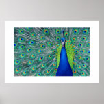 Peacock#3-Poster