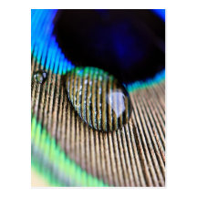 Peacock feather with water droplets postkarte
