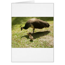Peahen mit Küken Grußkarten
