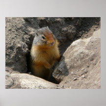 Peekaboo-Nagetier-Pop aus Tunnel heraus Plakat