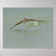 Pelikan im Flug-Leinwand-Druck Posterdrucke