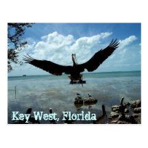 Pelikan-Tier-Postkarten-Foto Key Wests Florida