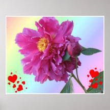 Peoni und Regenbogen-Plakat