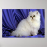 Perser, Chinchilla Plakat