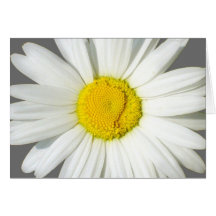 Personalisierte weißes Gänseblümchen-Hochzeits-Gru