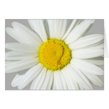 Personalisierte weißes Gänseblümchen-Hochzeits-Gru
