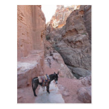 PETRA-Esel-Postkarte