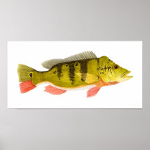 Pfau-Bass-Druck Poster