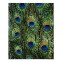 Pfau-Feder-Druck Kunstfotos