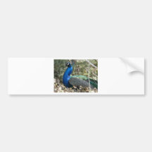 Pfau in den Sträuchen Autosticker